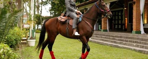ornellas Assessoria (111)